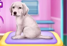 Animal Games, Labrador at Pet Salon, Games-kids.com